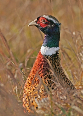 Rooster Pheasant NDGF (2)