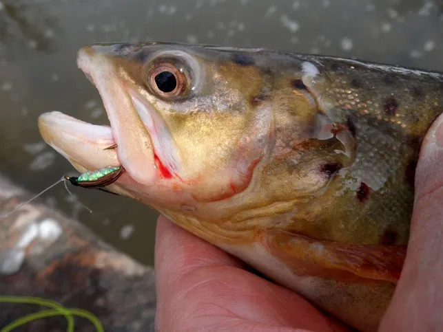 Five Flies for Stocked Trout